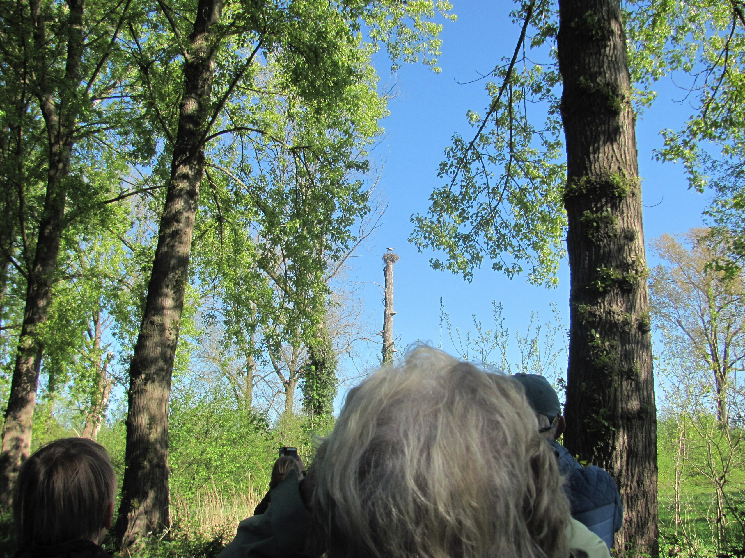 Mensen kijken omhoog naar een boomtop met een vogel, in een bosrijk gebied onder een heldere blauwe lucht.