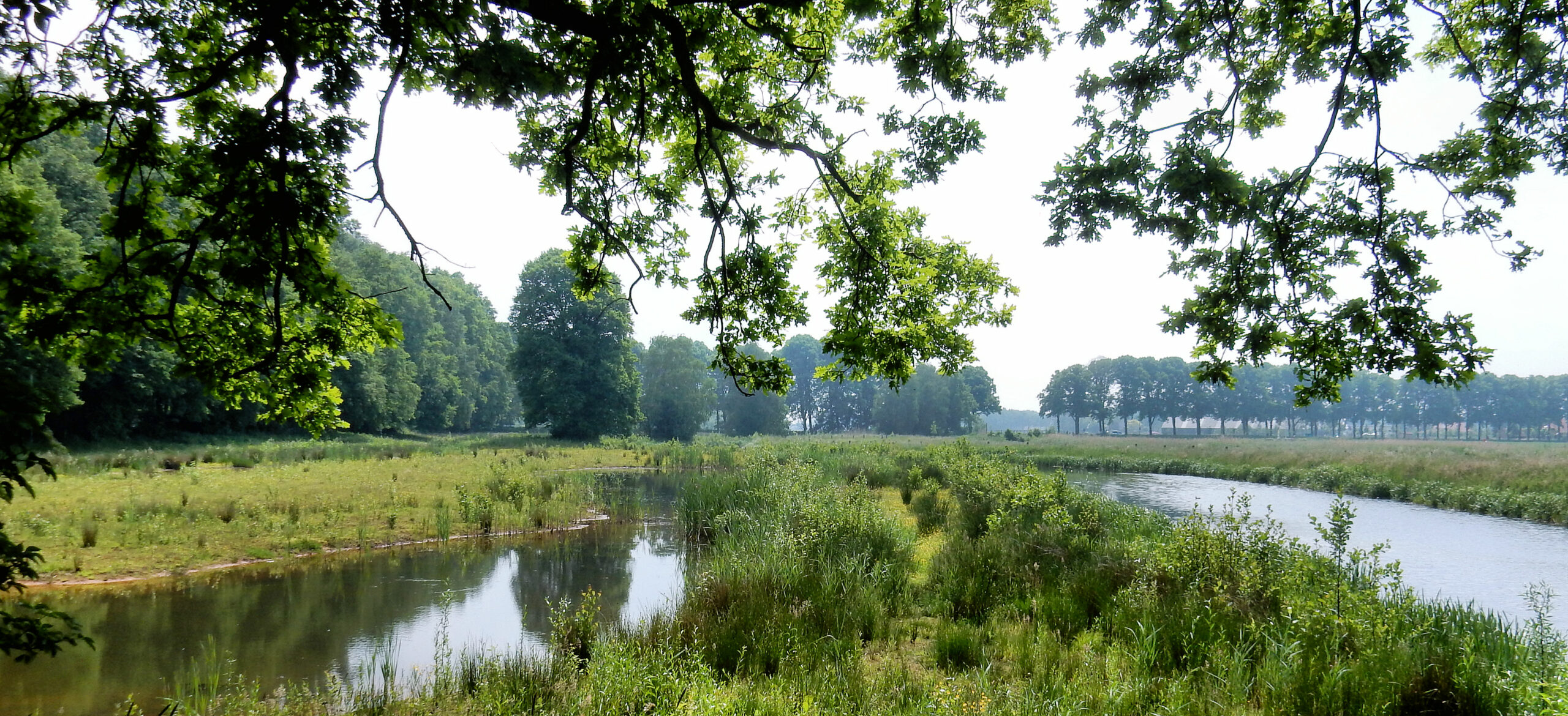 Landelijk landschap met rivier, groene velden en bomen; takken hangen bovenaan het beeld.