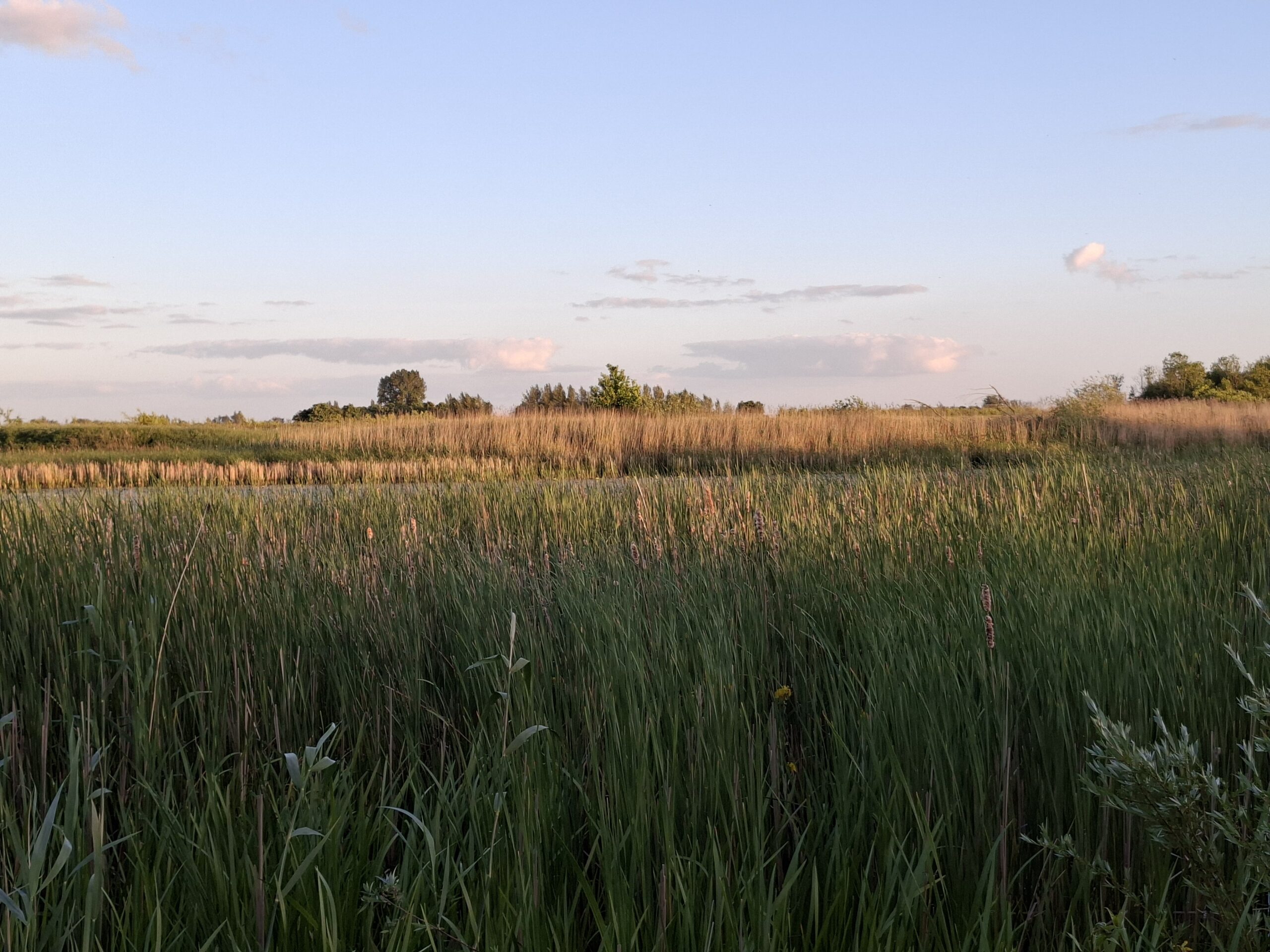 Uitgestrekt rietveld bij zonsondergang, met blauwe hemel en verspreide wolken.