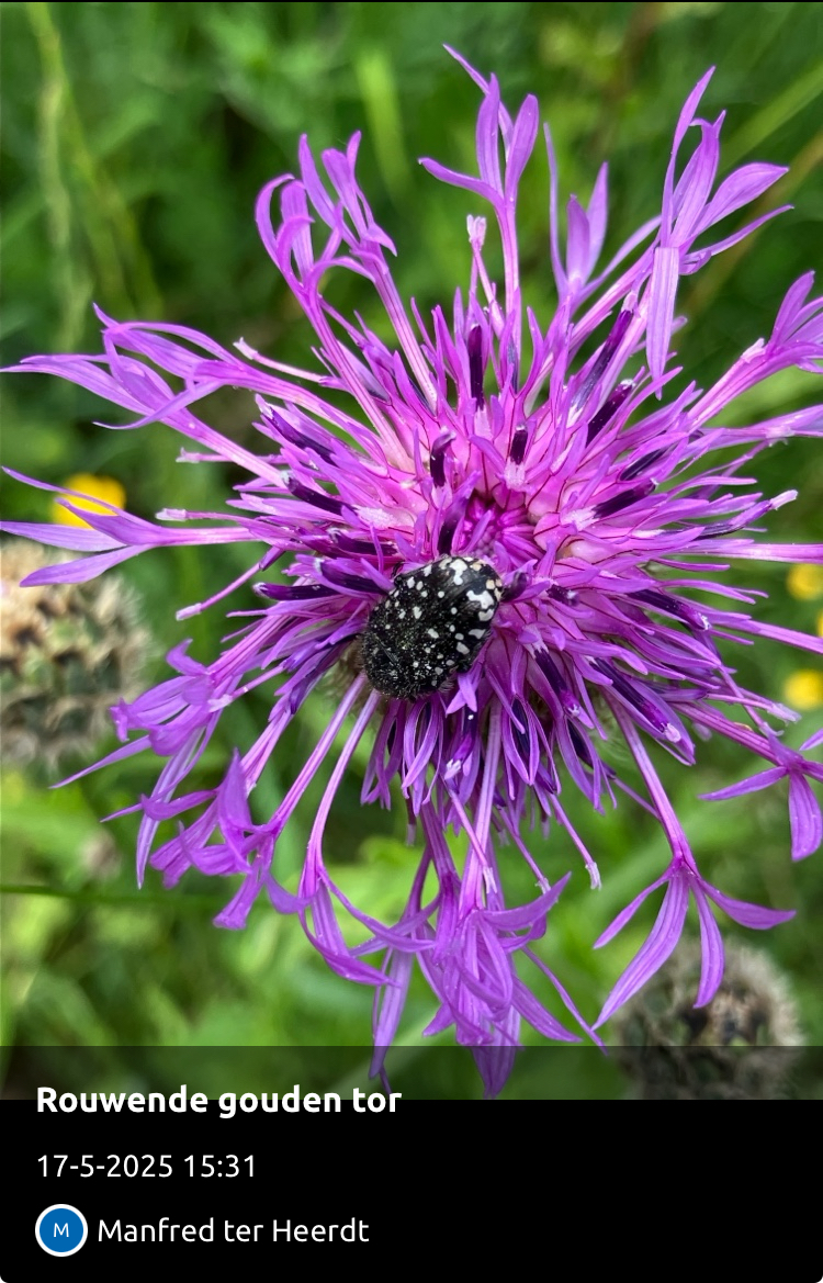 Zwart-en-witte kever op een paarse bloem, gefotografeerd op 17 mei 2025 door Manfred ter Heerdt.