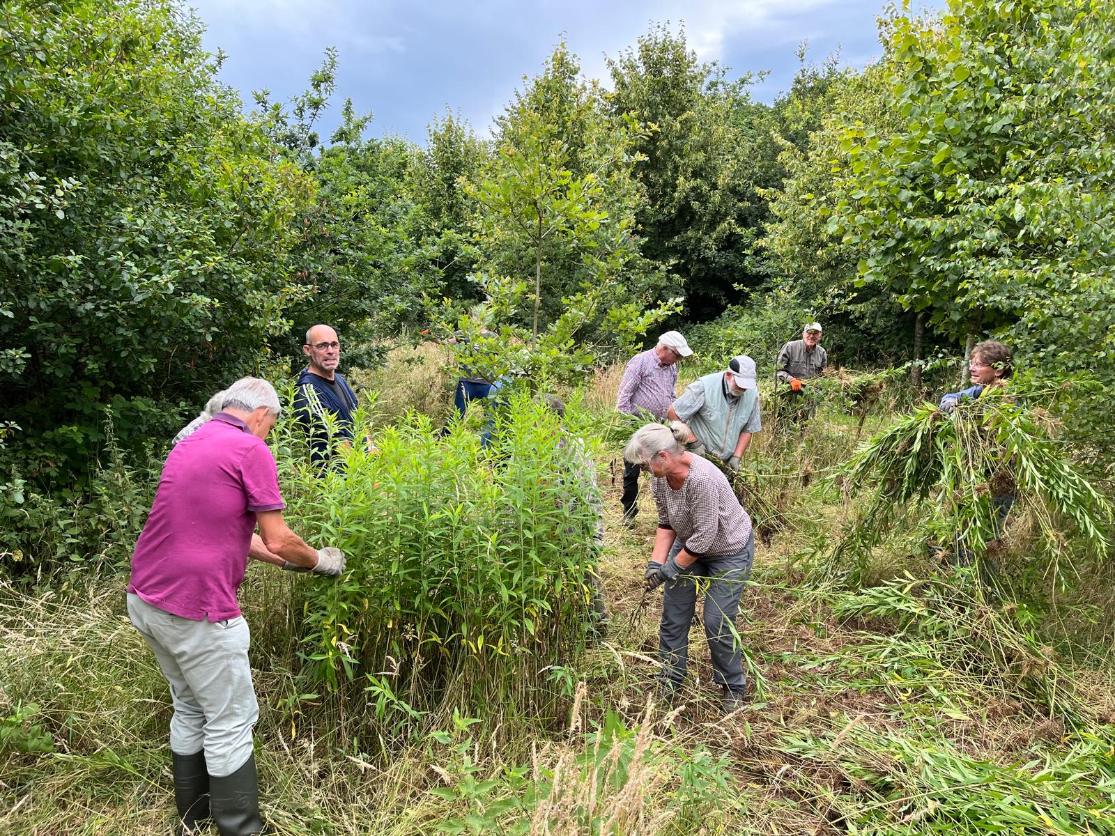 Groep mensen verwijdert onkruid in een groen bosrijk gebied onder bewolkte hemel.