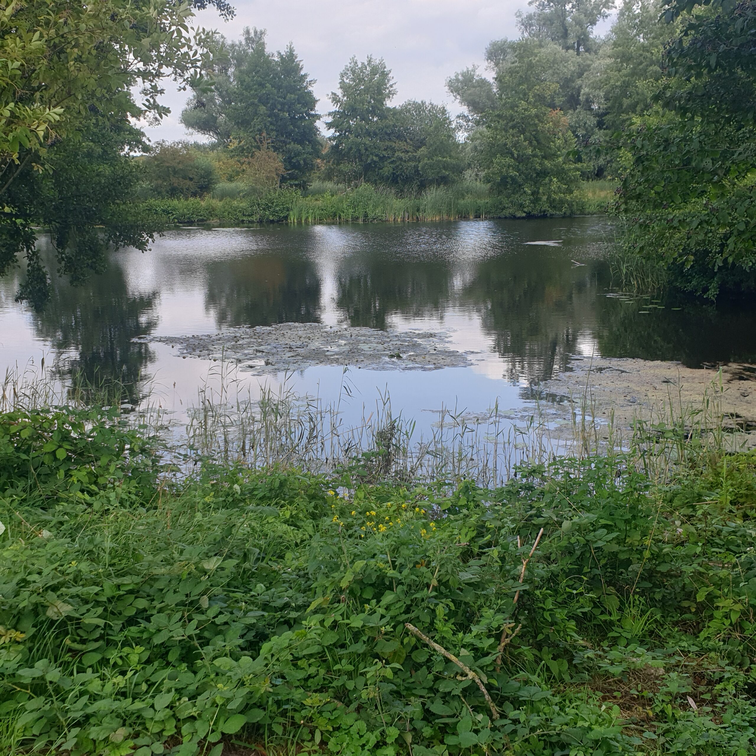 Vijver omgeven door groene bomen en riet, met spiegelende wateroppervlakte.
