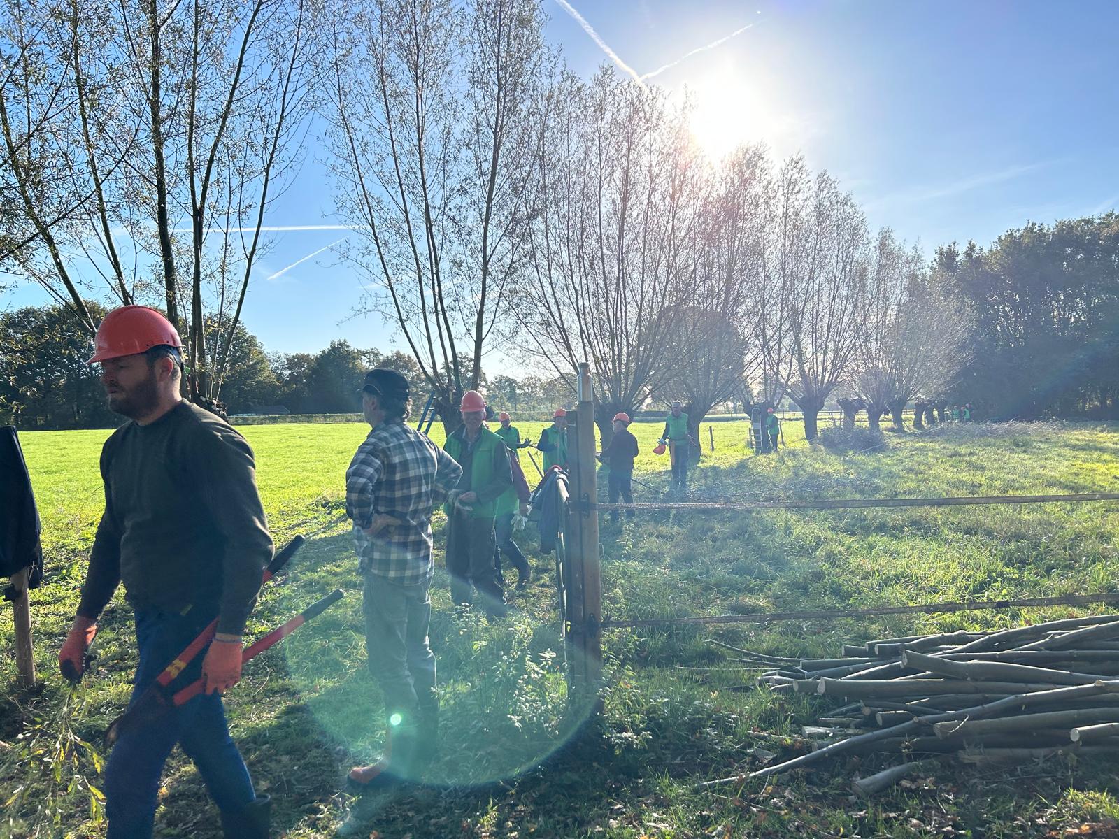 Mensen met helmen snoeien bomen in een zonnig grasveld.
