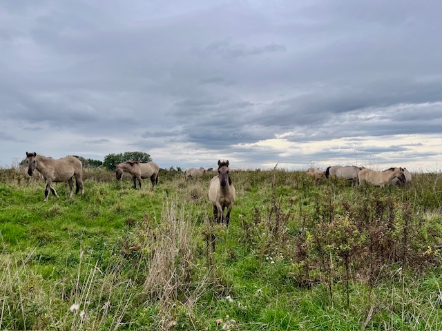 Wilde paarden grazen op een grasrijk veld onder een bewolkte hemel.