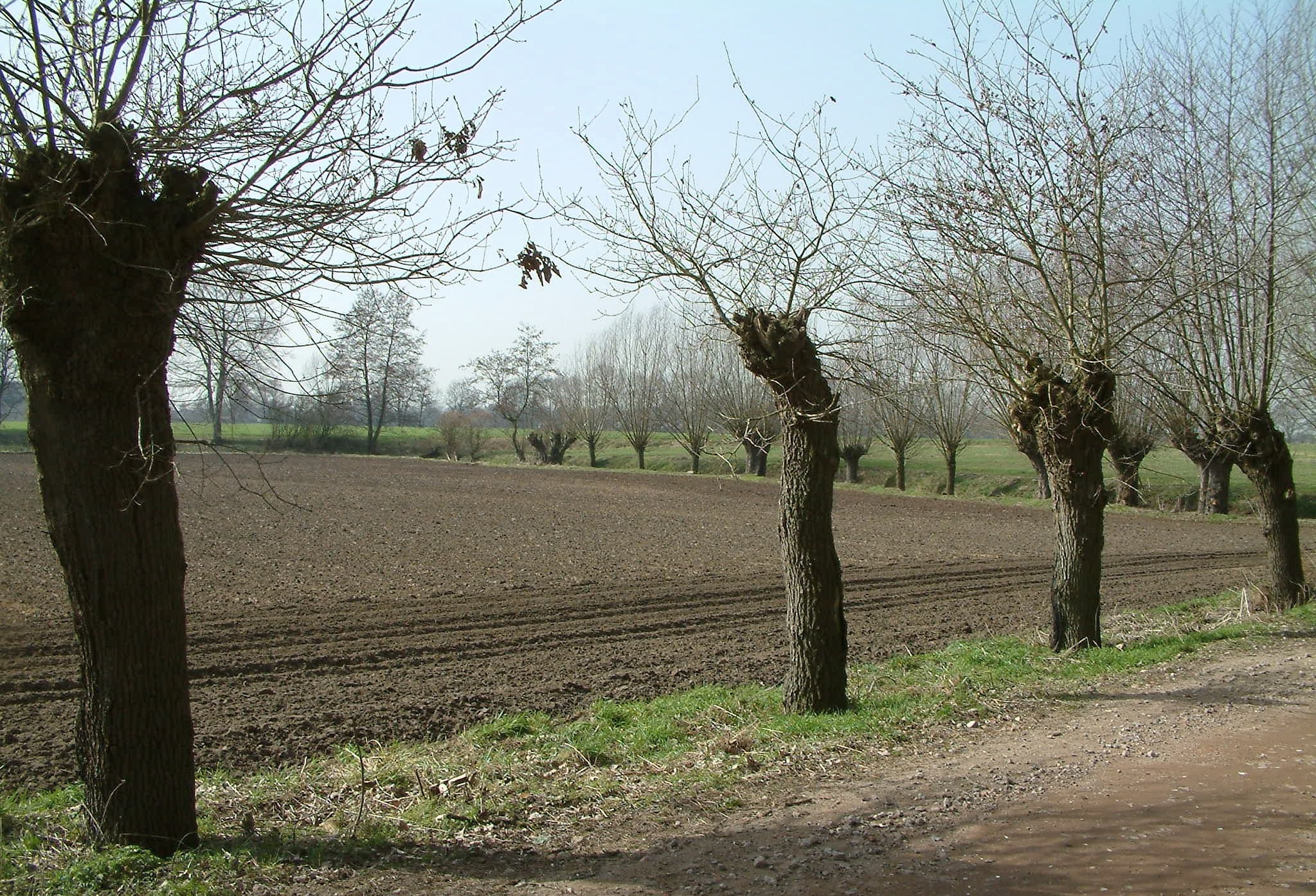 Rij knotwilgen langs een omgeploegd veld in een landelijke, lenteachtige omgeving.