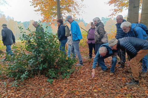 Groep mensen observeert herfstbladeren en planten tijdens een natuurwandeling in het bos.