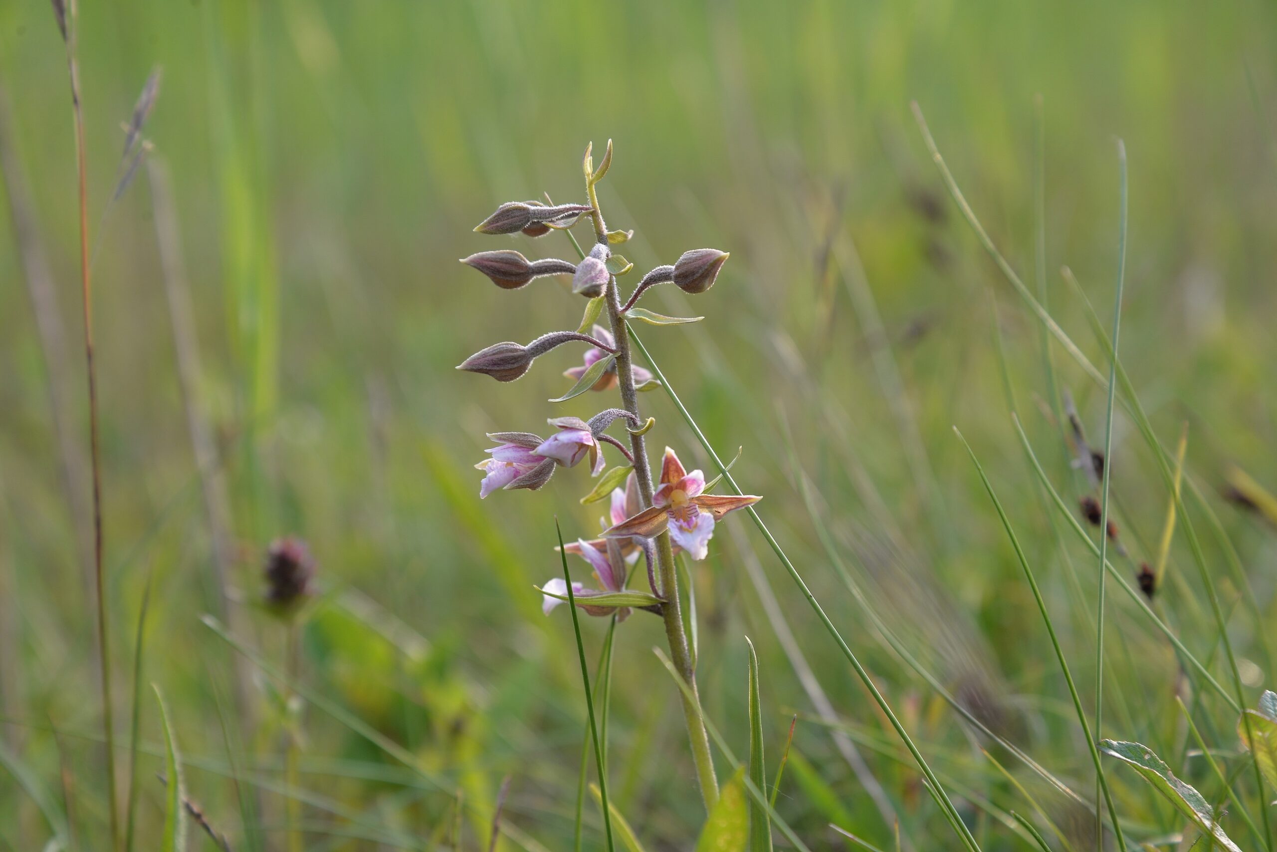 Paarse wilde orchidee bloeit tussen groene grashalmen in een weide.