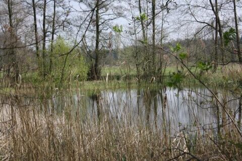Vijver omringd door kale bomen en riet, met groen beginnend te groeien in een rustige, natuurlijke omgeving.