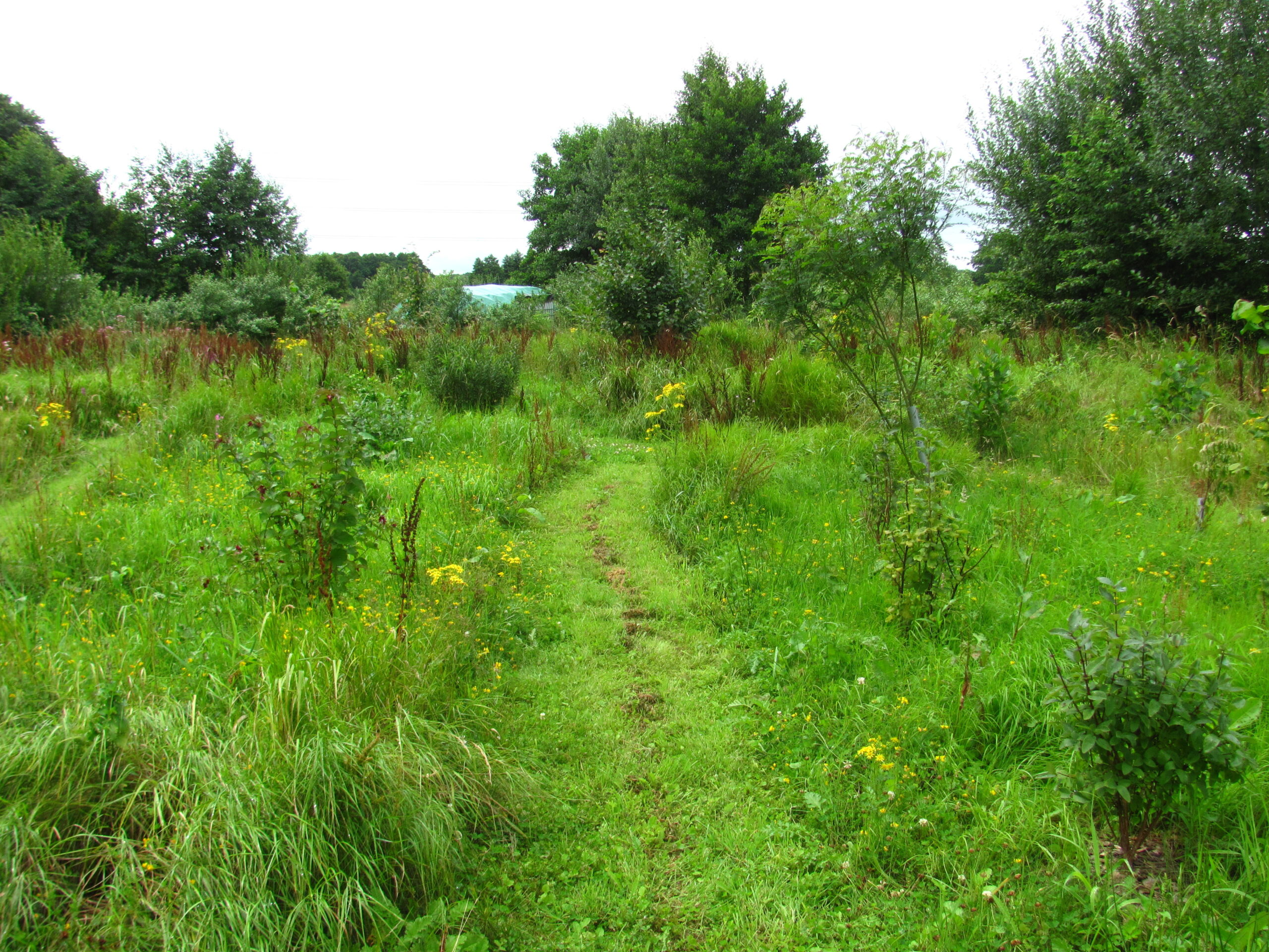 Een smal pad loopt door een weelderige, groene, wilde tuin met gras en struiken.