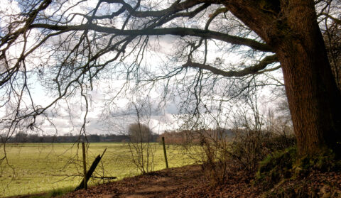 Boomtakken boven een pad met uitzicht op een groen veld onder een bewolkte hemel.