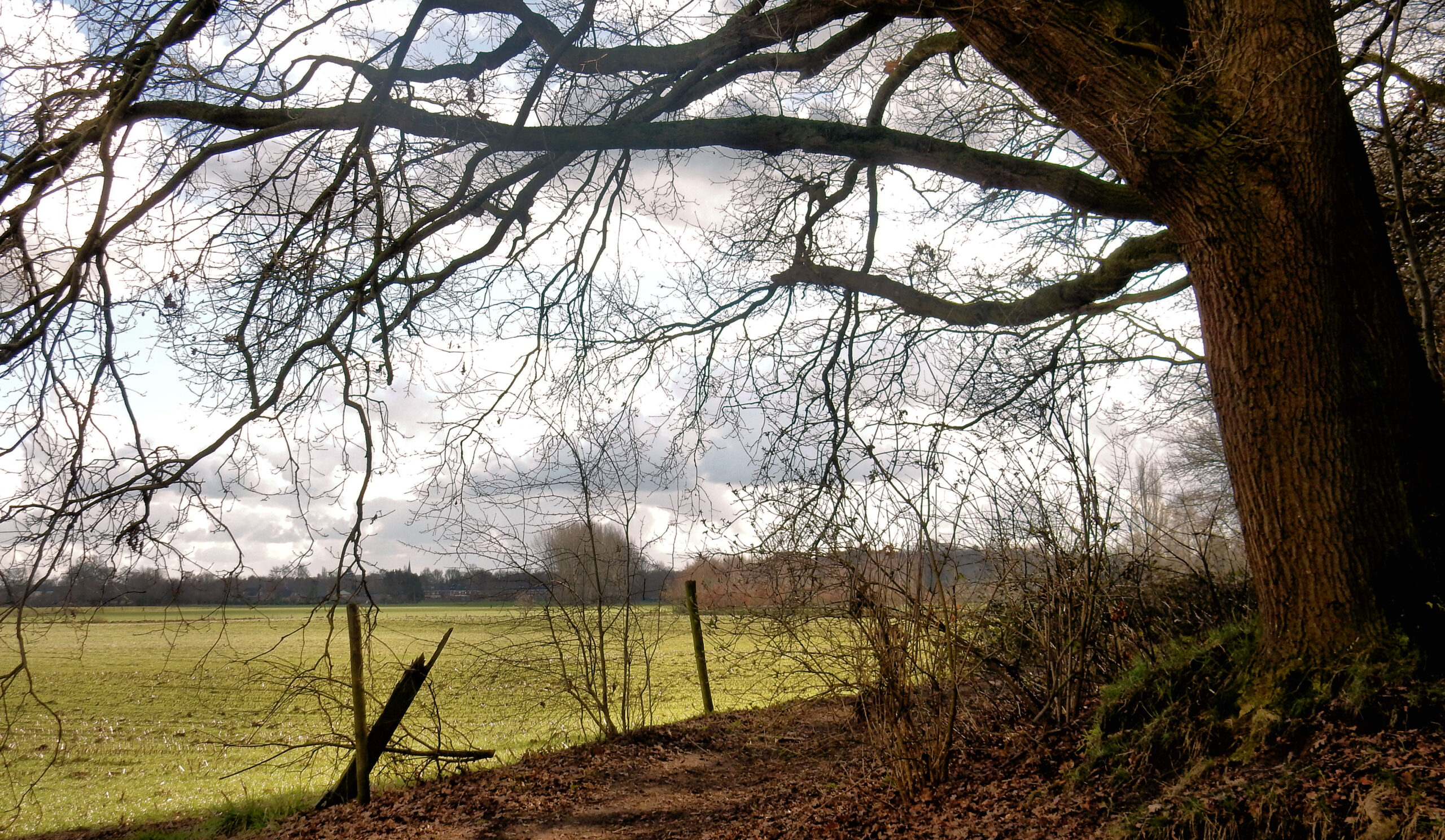 Boomtakken boven een pad met uitzicht op een groen veld onder een bewolkte hemel.