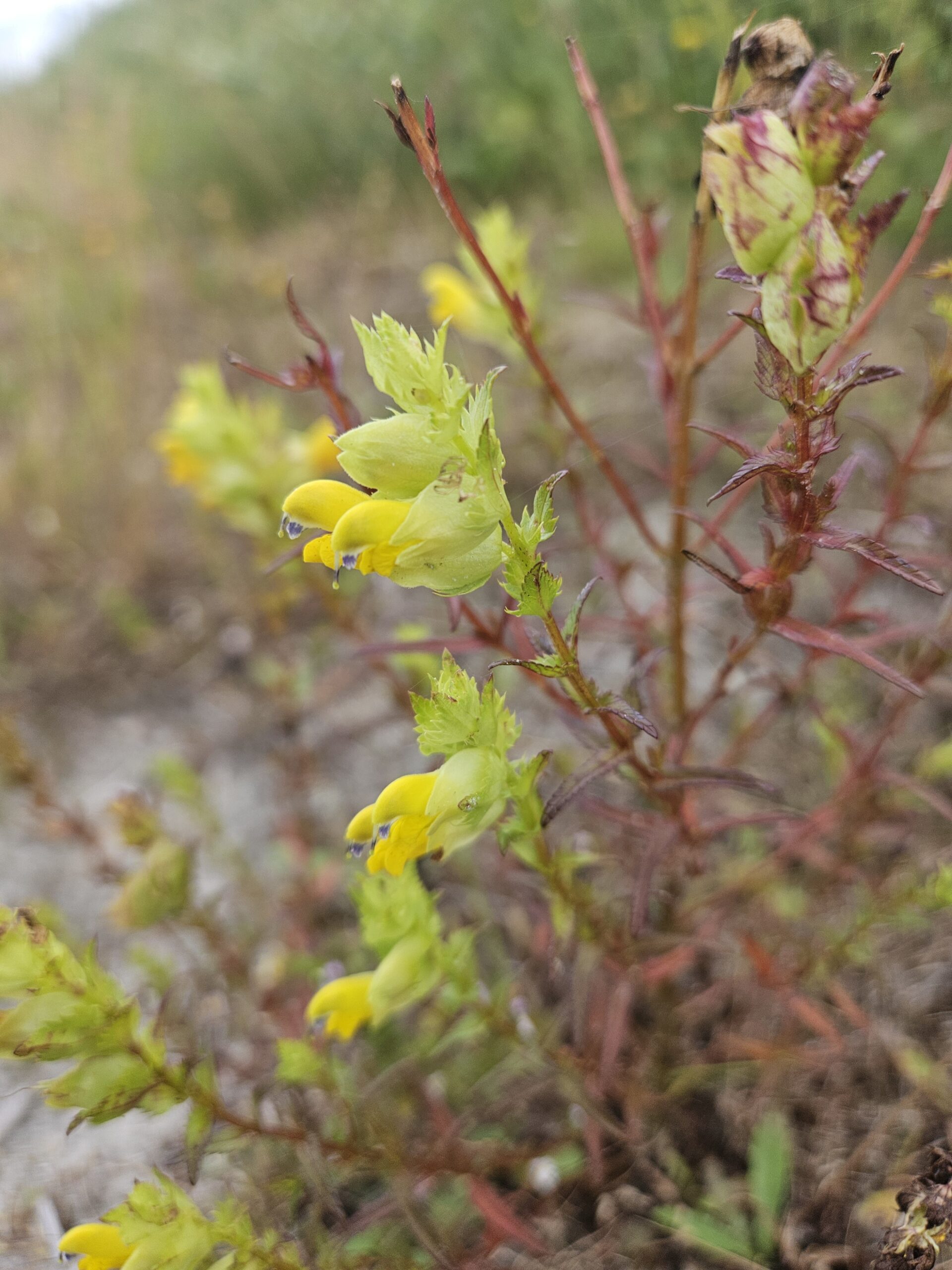 Gele wilde bloemen met rode stelen in groene, natuurlijke omgeving.