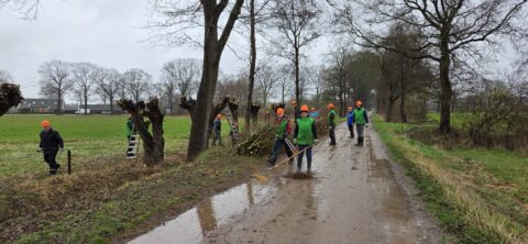 Vrijwilligers snoeien wilgen langs een modderig pad met ladders en oranje helmen.