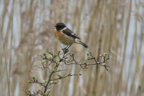 Een roodborsttapuit zit op een tak met knoppen, tegen een wazige natuurachtergrond.