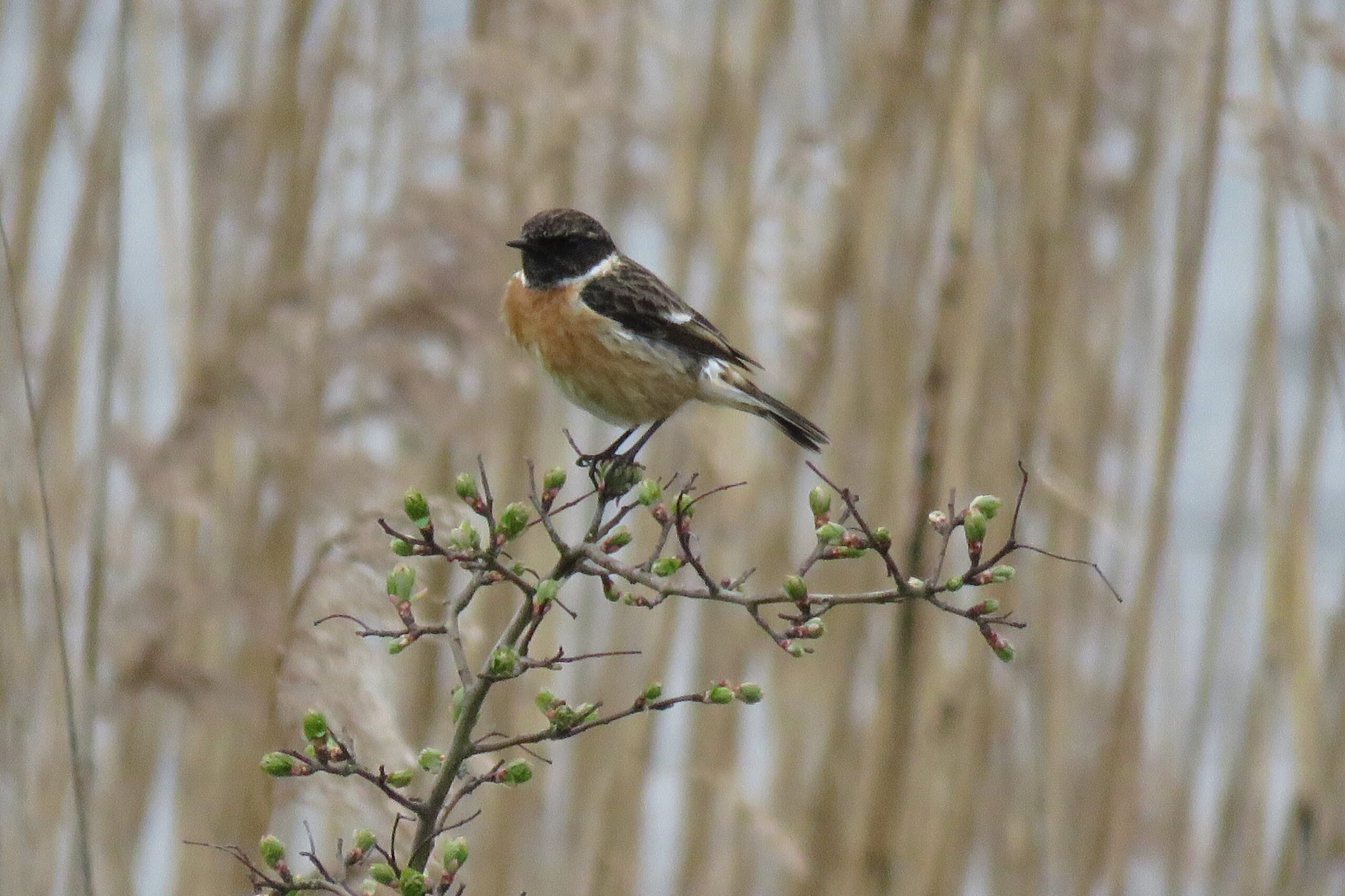 Een roodborsttapuit zit op een tak met knoppen, tegen een wazige natuurachtergrond.