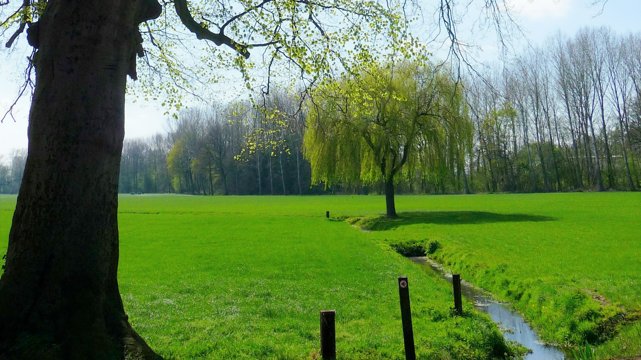 Groot veld met een boom, een beekje en bossen op de achtergrond onder een heldere hemel.