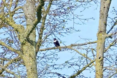 Ekster zit op een tak van een boom met kale takken tegen een heldere hemel.