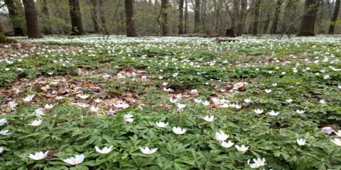 Bos met bloeiend tapijt van witte anemonen op de grond.