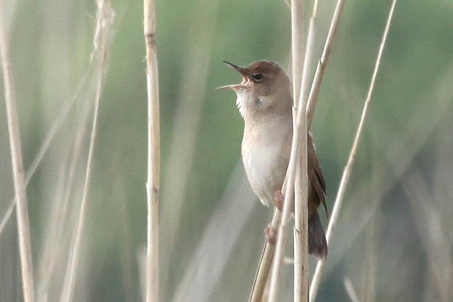 Kleine vogel zittend op een rietstengel, omgeven door wazige groene achtergrond.