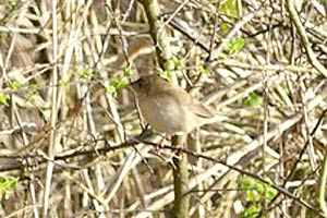 Een kleine vogel zit op een tak te midden van dichte struiken.