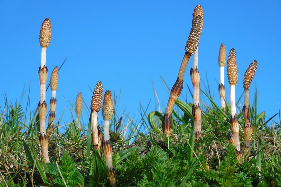 Bruine paardenstaarten groeien uit groene grasachtige planten tegen een heldere blauwe lucht.