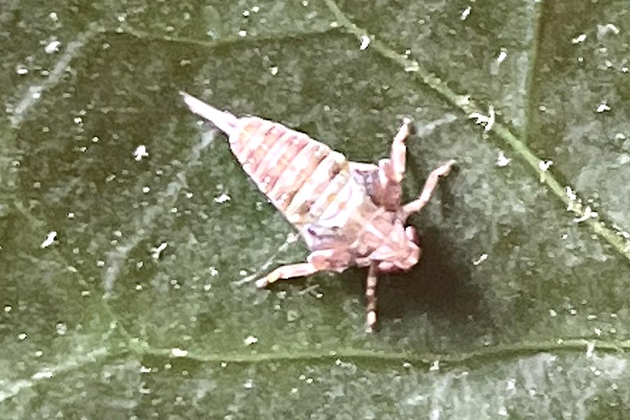 Bruin insect op een groene, ruwe bladtextuur.