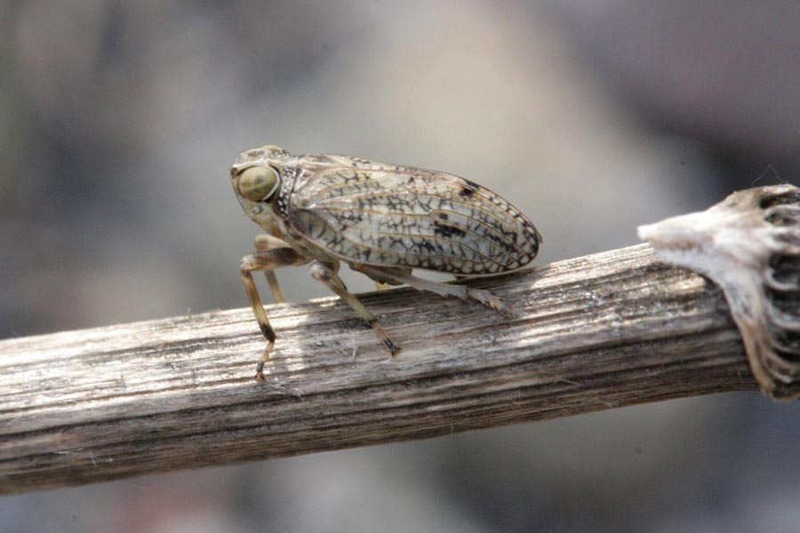Bruin insect op een droge tak, close-up met gedetailleerde patronen op vleugels.