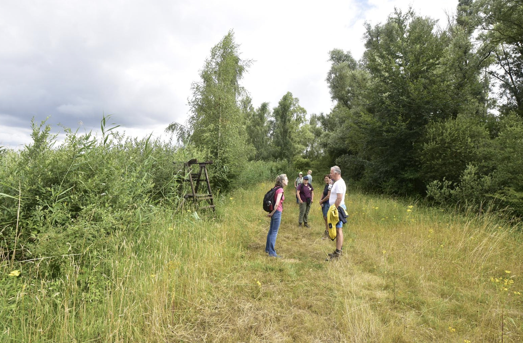 Vier mensen wandelen en praten op een grasachtig pad in een bosrijke omgeving.