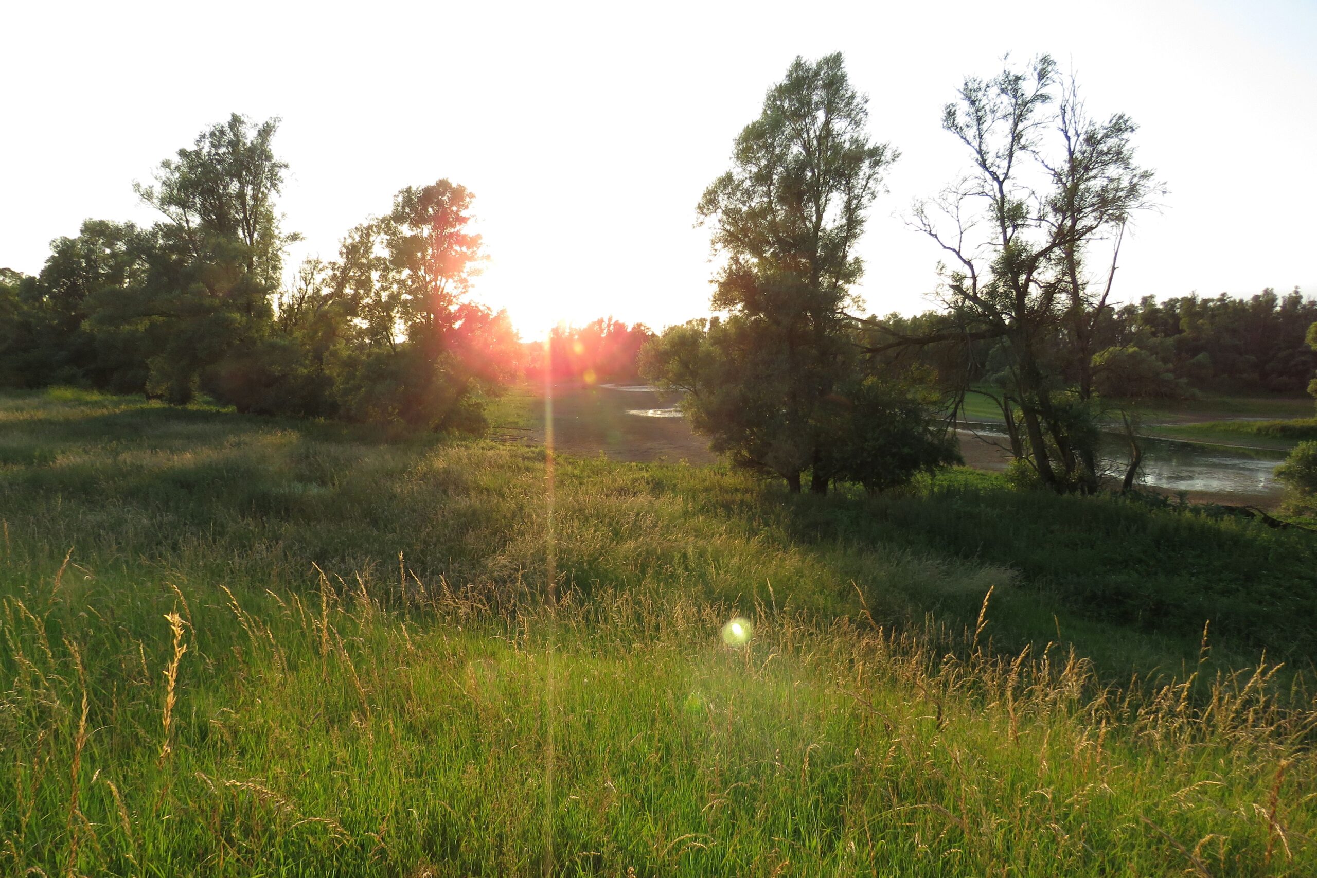 Zonsondergang boven een groene weide met bomen en een smal waterstroompje.