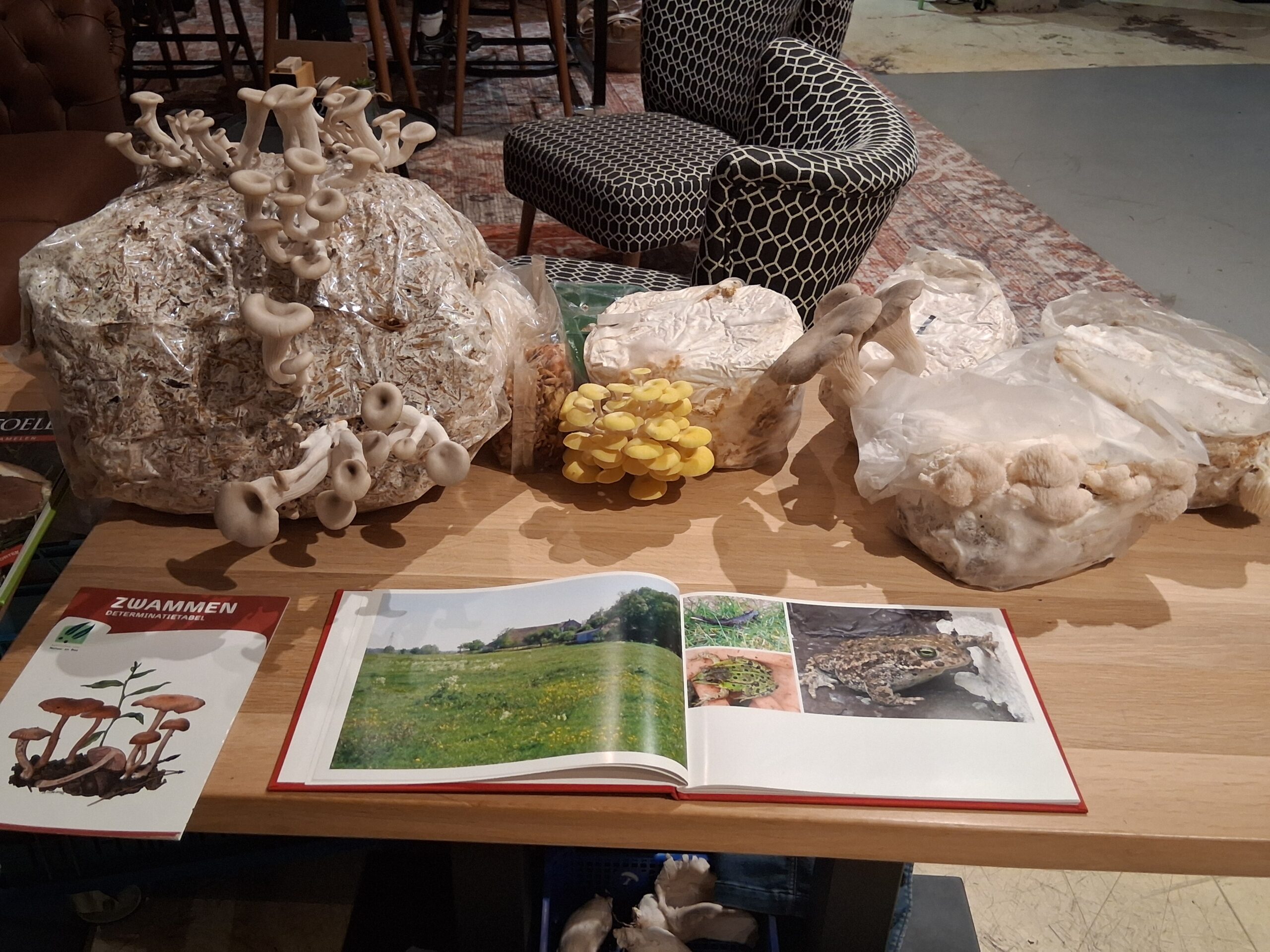 Tafel met paddenstoelkweeksets en open boek over natuur en kikkers.