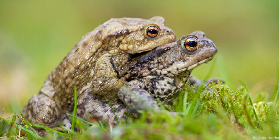 Paddenwerkgroep