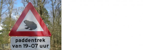 Paddenbord