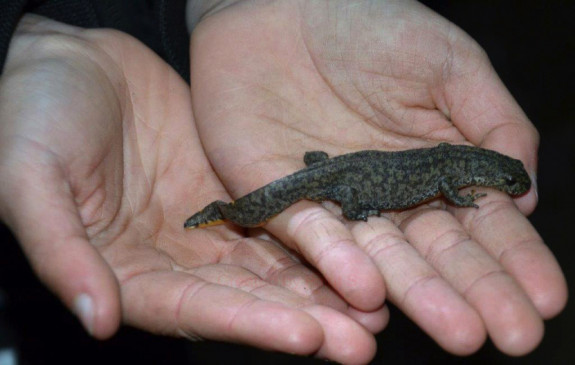 Salamander
