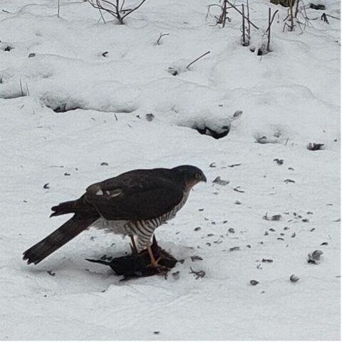 Valk op besneeuwde grond met prooi. Takken en sporen in sneeuw.