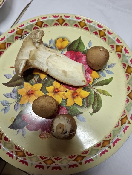 Vier paddenstoelen op een kleurrijk bord met bloemenmotief.