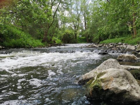 Kabbelende beek omgeven door groen bos met rotsen langs de oever.