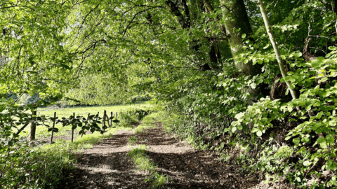 Bosrijk pad met groene bomen en bladeren, zonovergoten, naast een weiland.