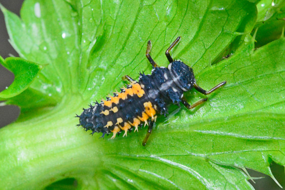 larf lieveheersbeestje