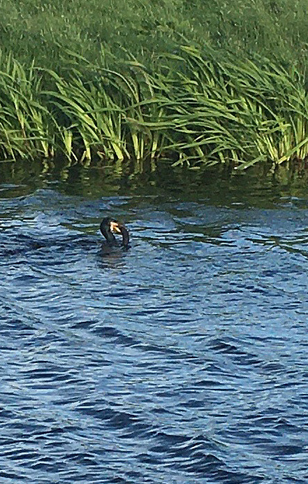 Aalscholver met paling