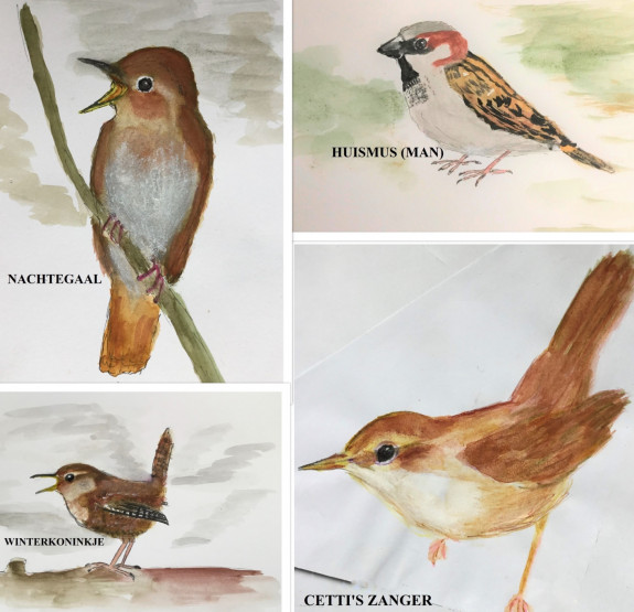 Kleine bruine vogeltjes