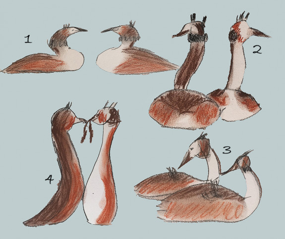 Tekeningen baltsende futen