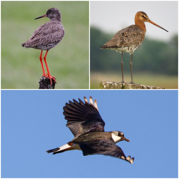 Tureluur, grutto en kievit