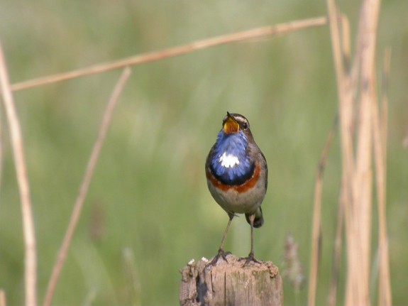 Blauwborst Waverhoek