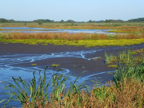 Natuur