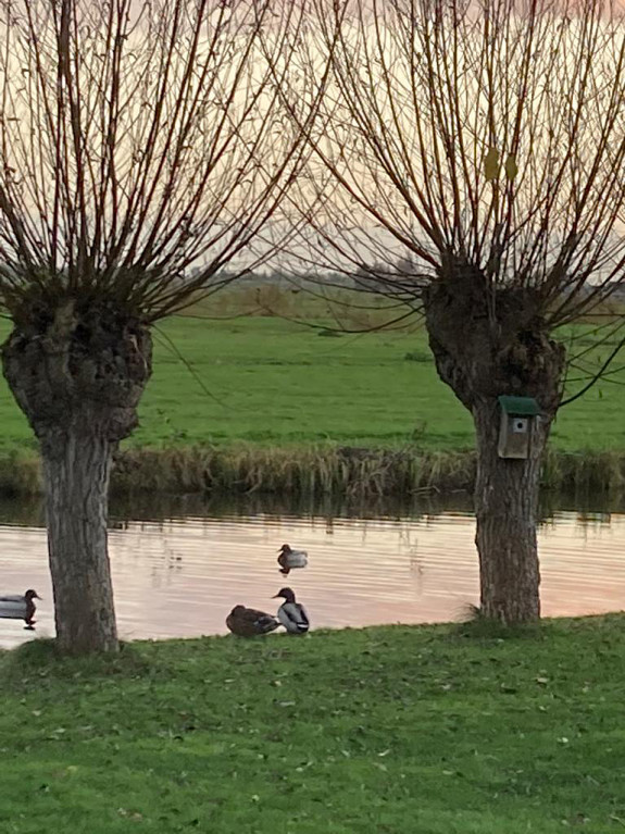 Wilde eenden