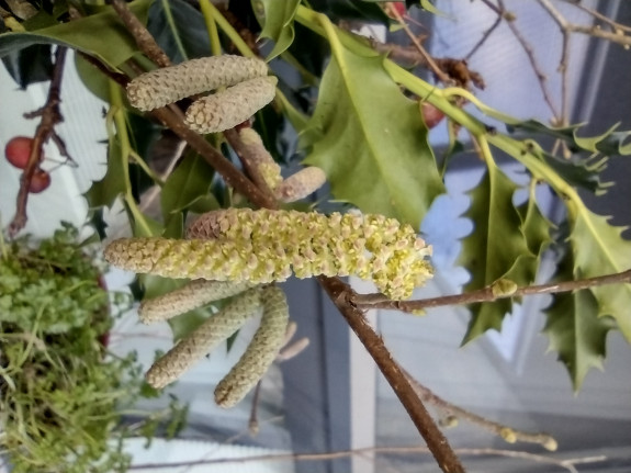 Hazelaar manlijke bloemen