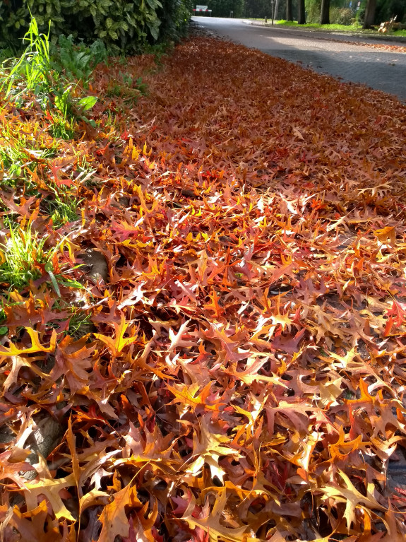 Herfst langs de stoeprand