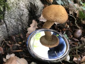 Paddenstoelen speuren in het Libellebos