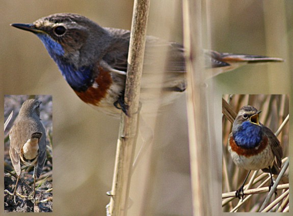 IVN DRVU - Column Natuur Dicht Bij Huis