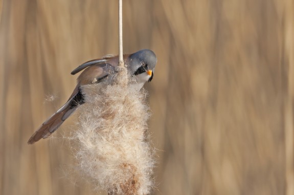 IVN DRVU - Column Natuur Dicht Bij Huis